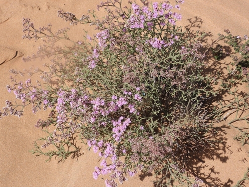 Limonium tuberculatum, photograph 1
