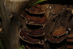 Gloeophyllum abietinum