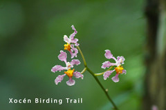 Trichocentrum andrewsiae