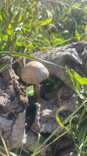 iNaturalist observation photo of Mottlegills