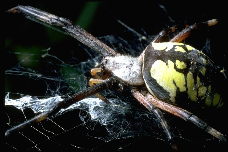 Yellow Garden Spider Gtm Research Reserve Arthropod Guide · Inaturalist