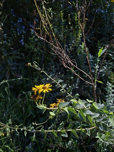 Calea phyllolepis