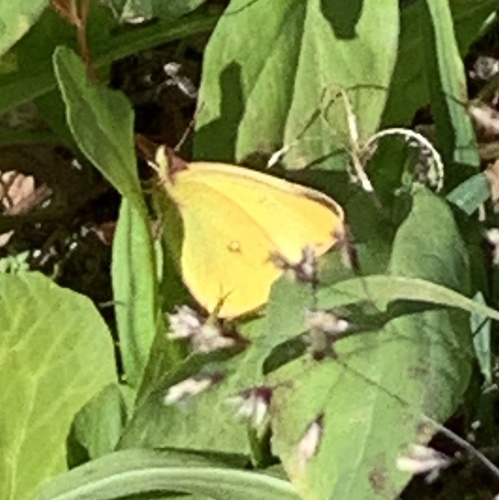 Colias skinneri
