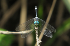 Micrathyria hypodidyma