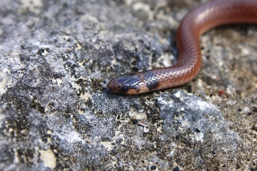 Southeastern Crowned Snake