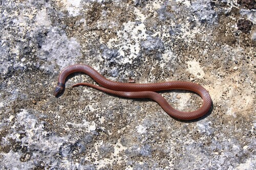 Southeastern Crowned Snake