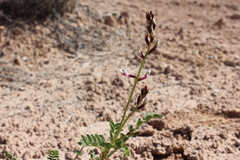 Astragalus preussii
