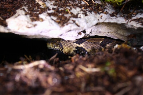 Timber Rattlesnake