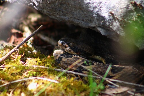 Timber Rattlesnake
