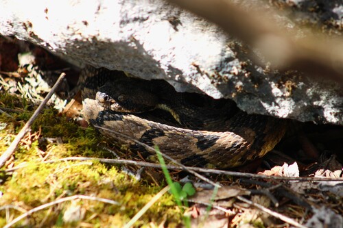 Timber Rattlesnake