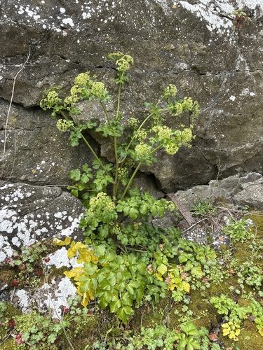 Alexanders