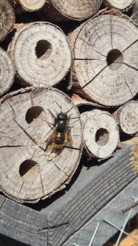 European Orchard Bee, Leiden, Gandhistraat, 2332 RK Leiden, Nederland, photo 9 of 10