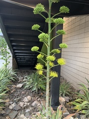 Agave