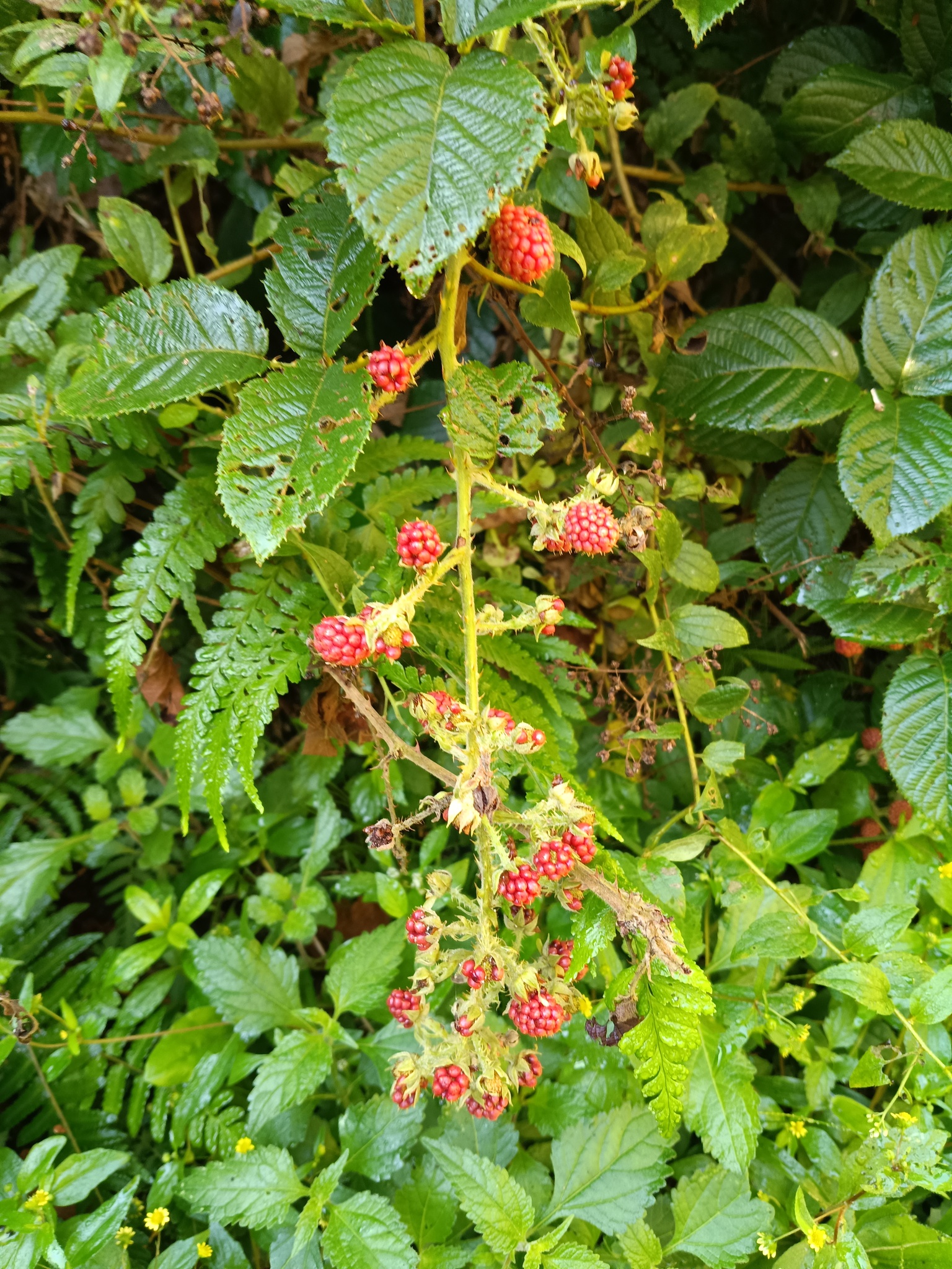 Rubus urticifolius