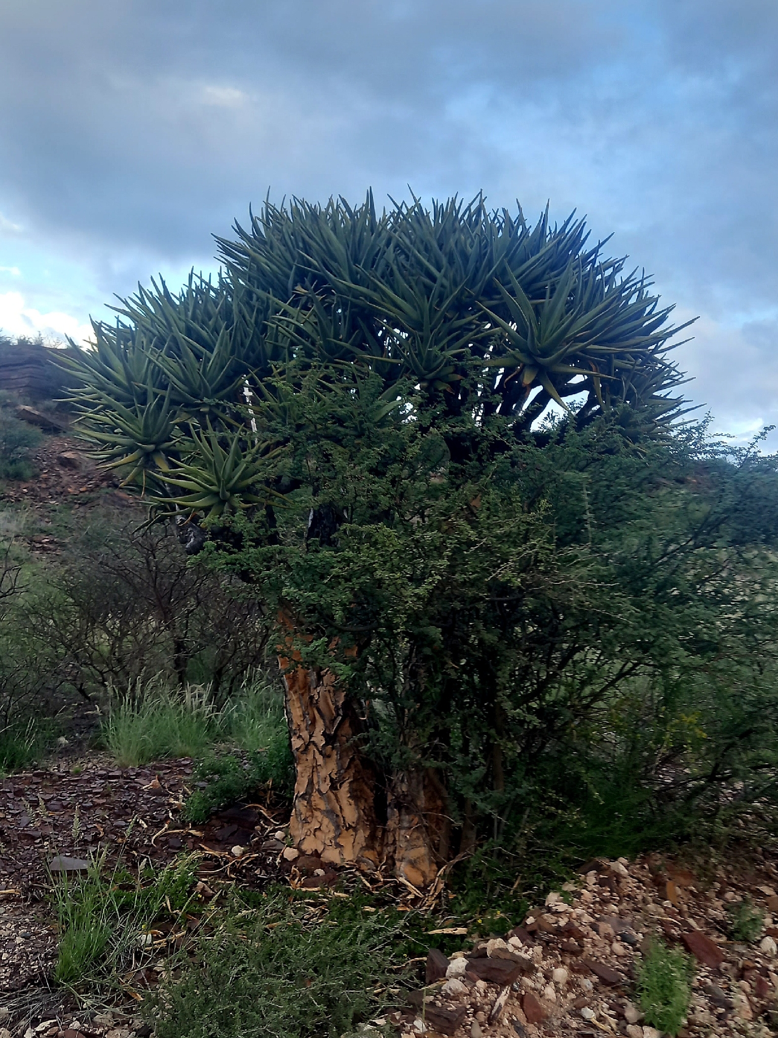 Quiver Tree (Aloidendron dichotomum)