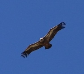 Avistamiento Buitre leonado