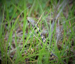 Thamnophis marcianus