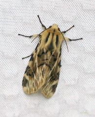 Hypercompe nemophila