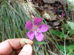 Geranium oaxacanum
