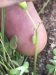 Oxalis copiosa