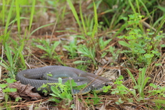 Coluber constrictor anthicus