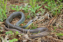 Coluber constrictor anthicus