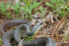 Coluber constrictor anthicus