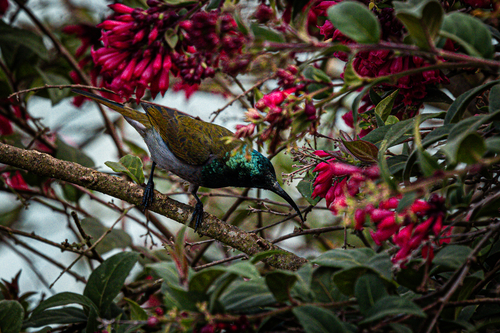 Green-headed Sunbird