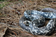 Coluber constrictor anthicus
