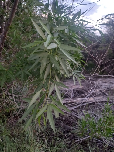 White Karee (Searsia pendulina)
