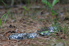 Coluber constrictor anthicus