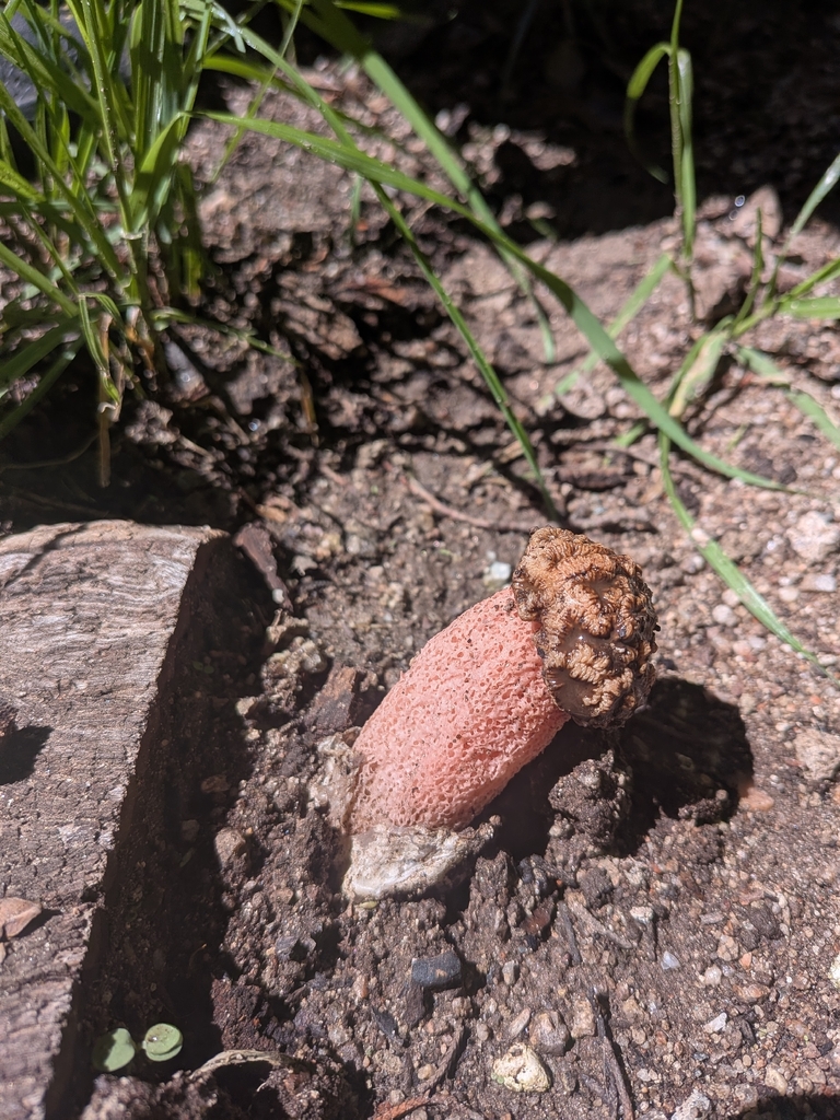 Lysurus sphaerocephalus · March 2026 · photo: © bastian_greshake_tzovaras (iNaturalist, cc-by)