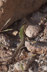 Podarcis pityusensis