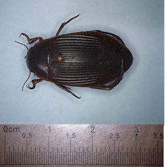 Dytiscus fasciventris