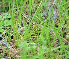 Thamnophis marcianus