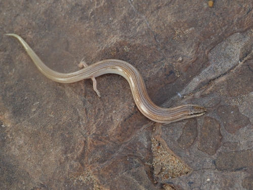 Duméril's Wedge-snouted Skink, Chalcides sphenopsiformis