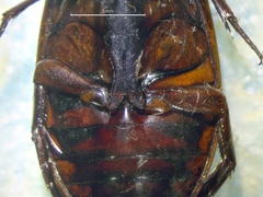 Dytiscus fasciventris