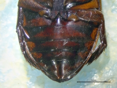 Dytiscus fasciventris