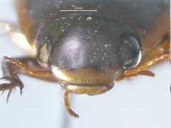 Dytiscus fasciventris
