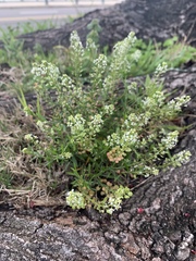 Lepidium virginicum