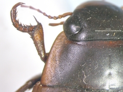 Dytiscus fasciventris