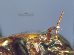 Dytiscus fasciventris