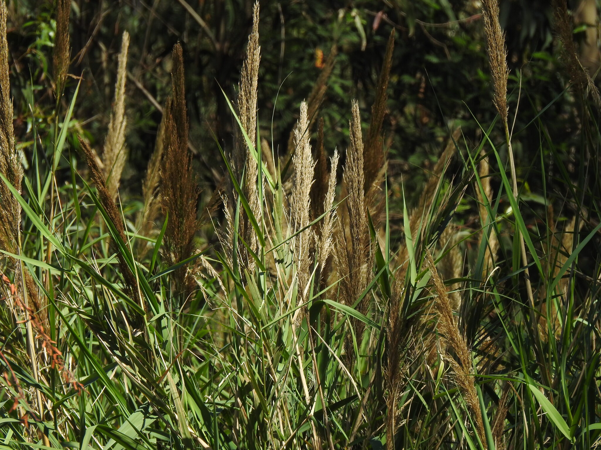Dwarf Reed (Arundo micrantha)