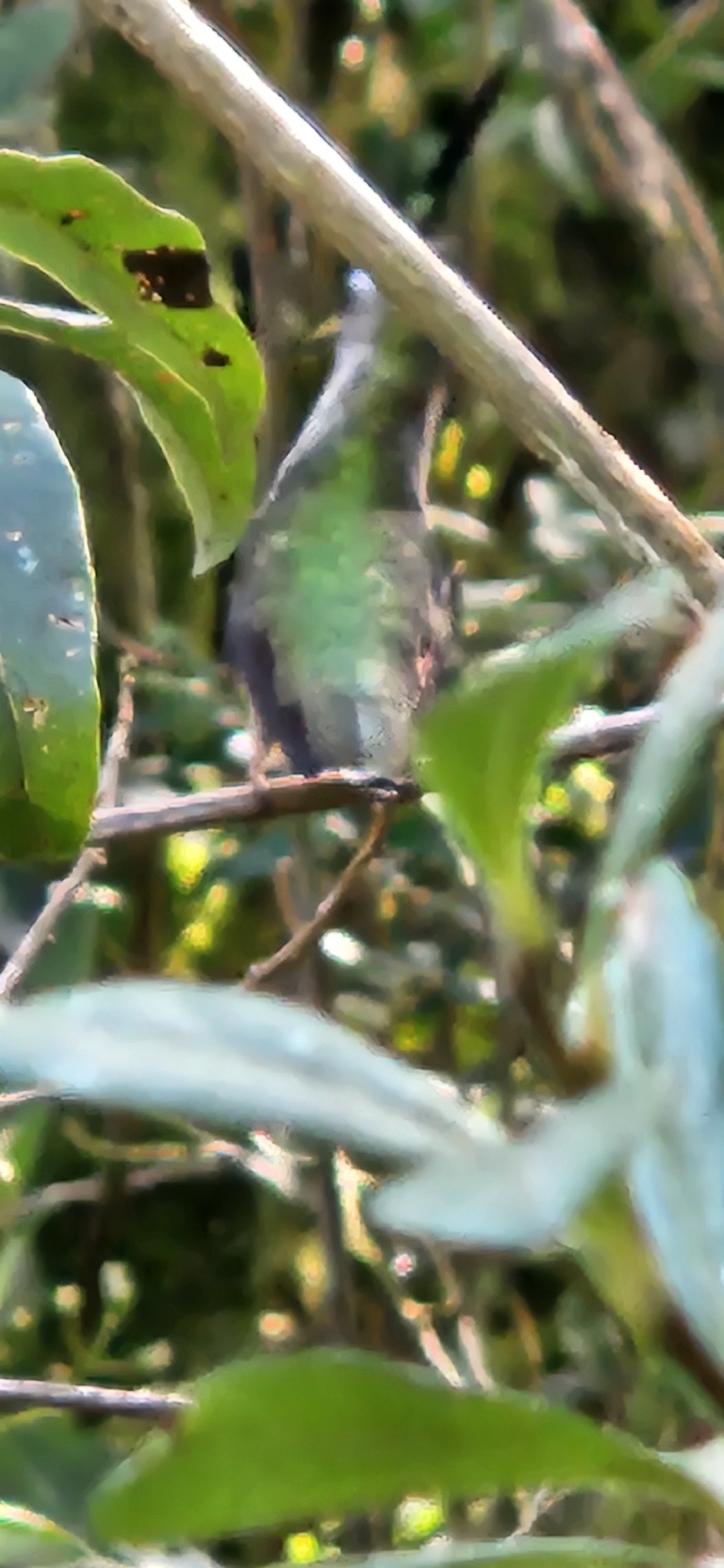 Purple-crowned Plovercrest (Stephanoxis loddigesii), photo 5