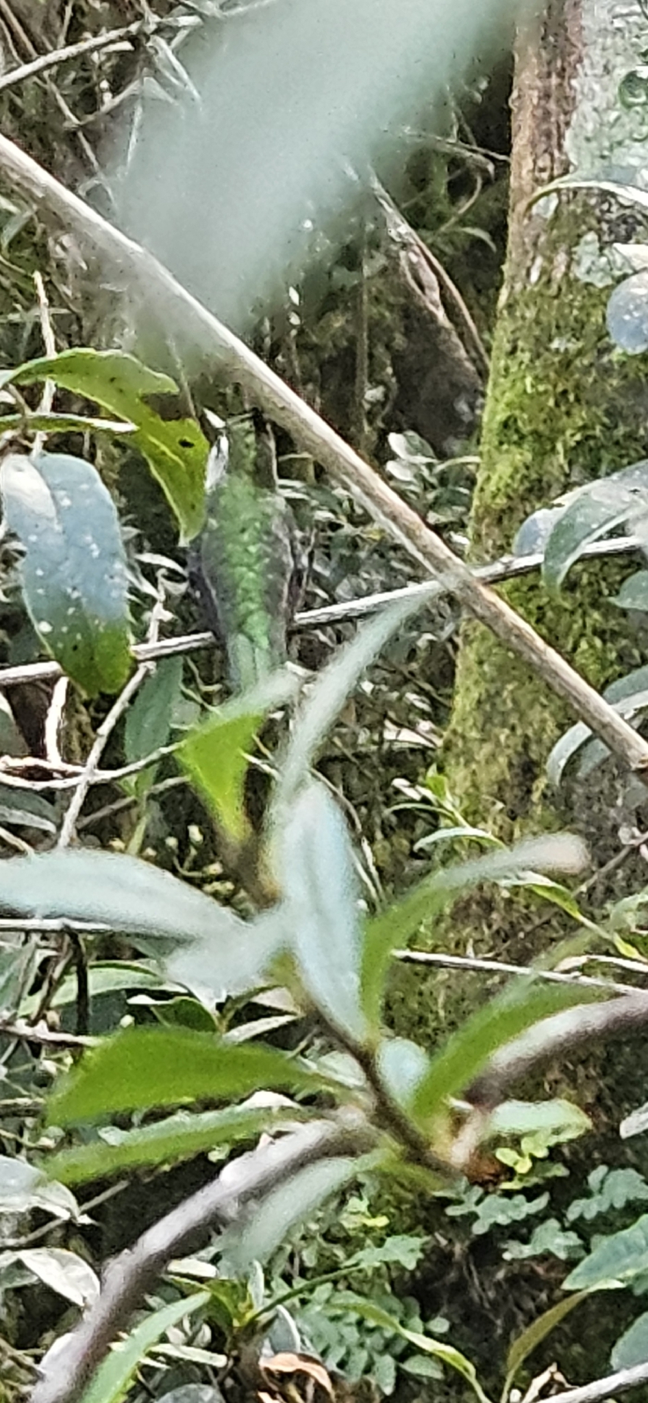 Purple-crowned Plovercrest (Stephanoxis loddigesii), photo 6