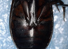 Dytiscus fasciventris