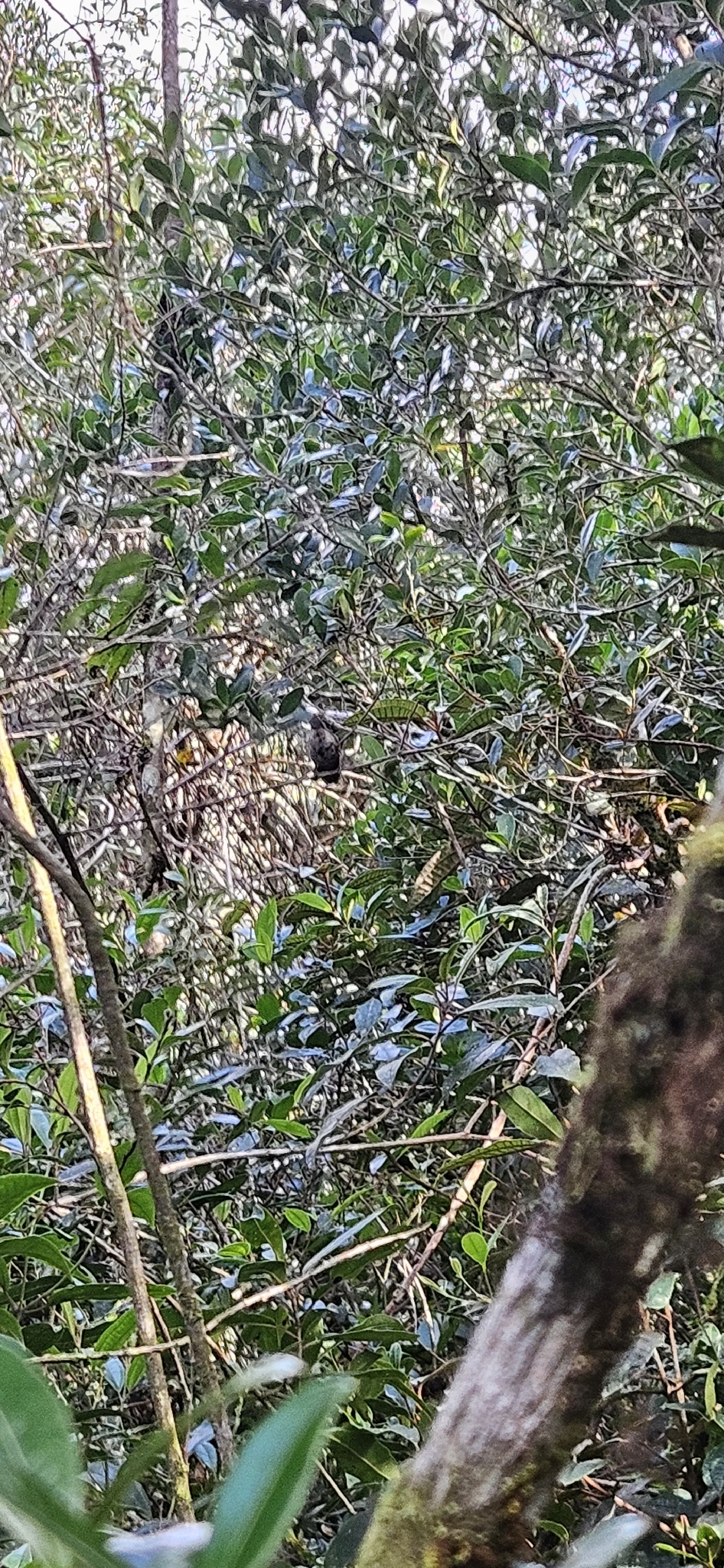 Purple-crowned Plovercrest (Stephanoxis loddigesii), photo 7