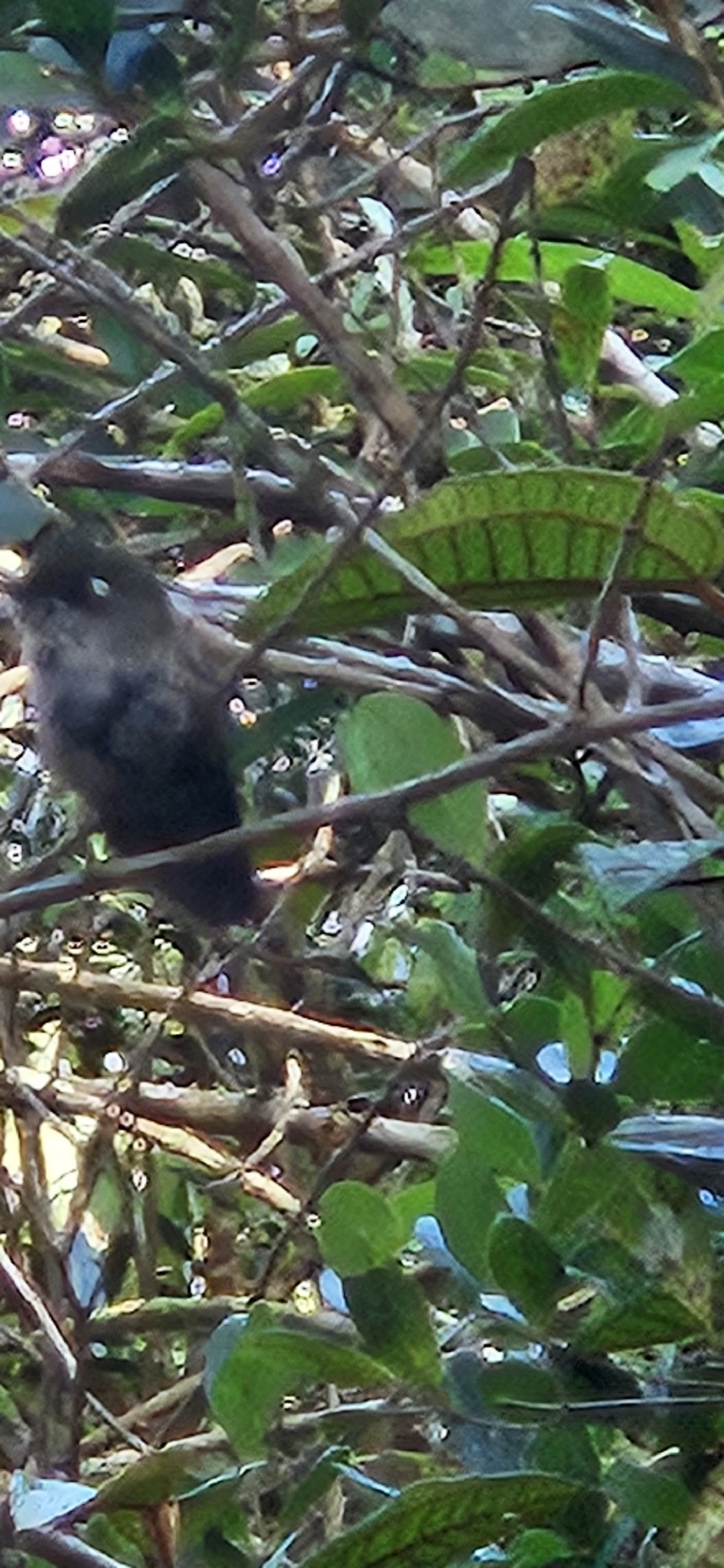 Purple-crowned Plovercrest (Stephanoxis loddigesii), photo 8