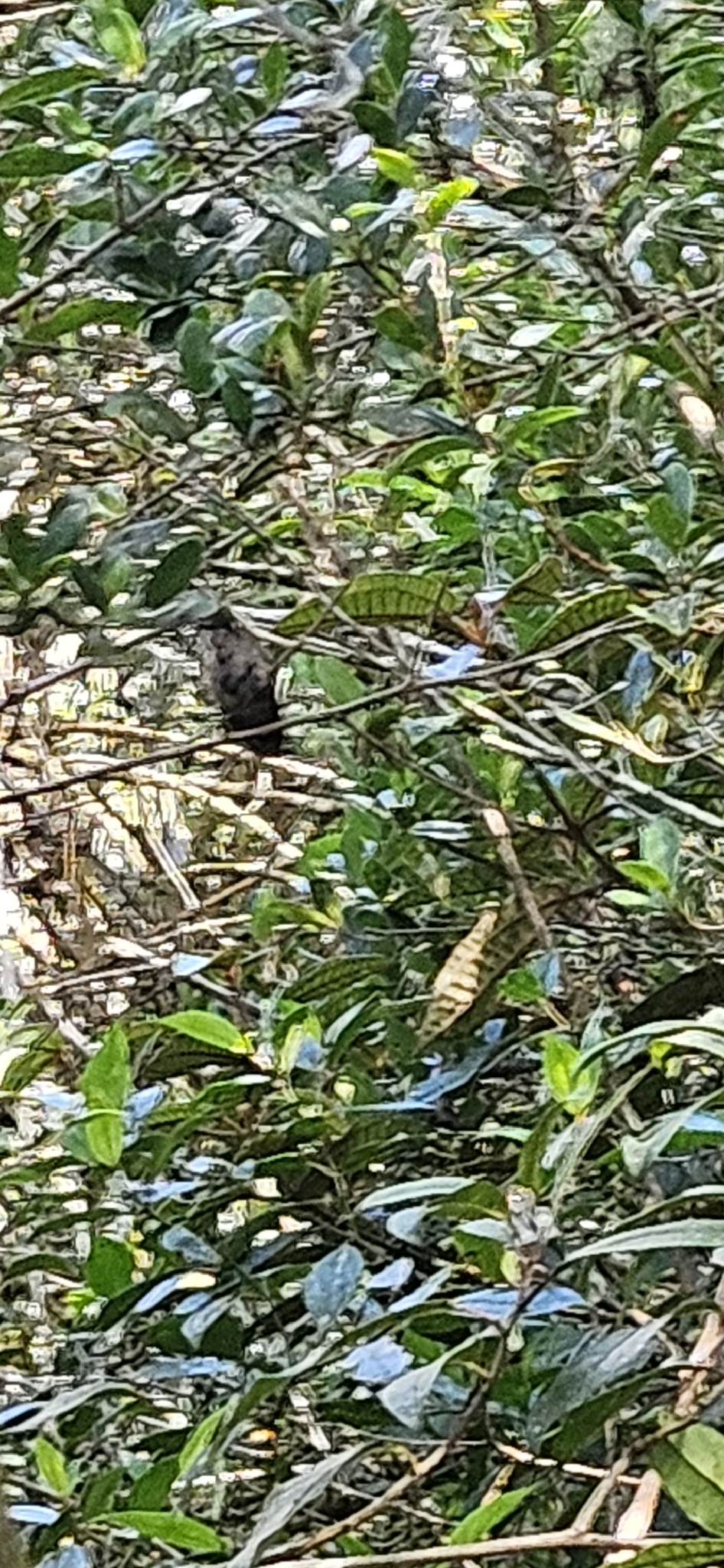 Purple-crowned Plovercrest (Stephanoxis loddigesii), photo 9