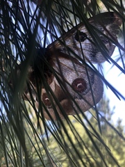 Polythysana cinerascens